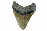 Bargain, Fossil Megalodon Tooth - North Carolina #275549-2